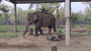 Заповедник слонов в Непале