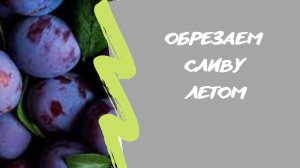Обрезка сливы ? летом. Что резать, а что оставлять?