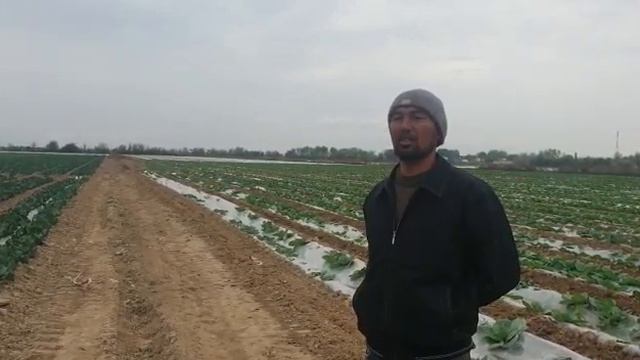 разрешите вывести капусту и дайте сертификат смотреть онлайн