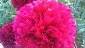 Пион Рэд Грейс (Red Grace)