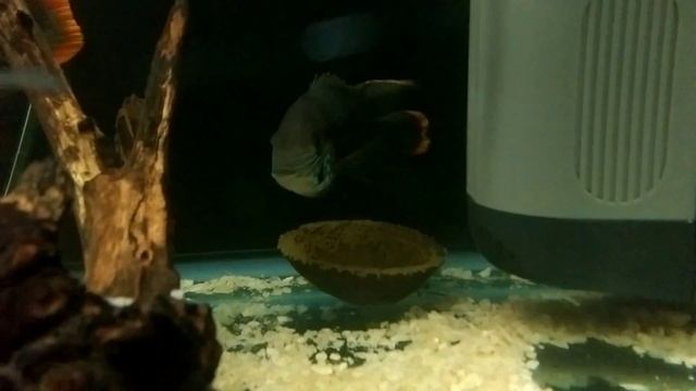 Бирюзовая акара нерест в кокос. смотреть онлайн