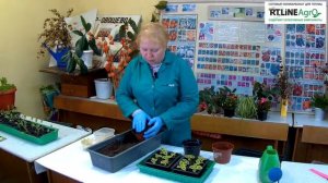 Перевалка колеуса - посадка в горшки. Колеус - выращивание.