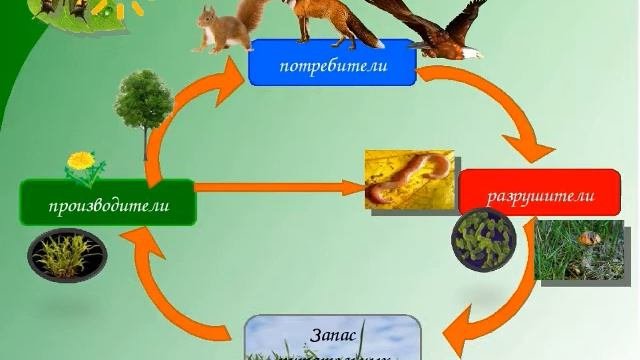 Что такое экосистема?