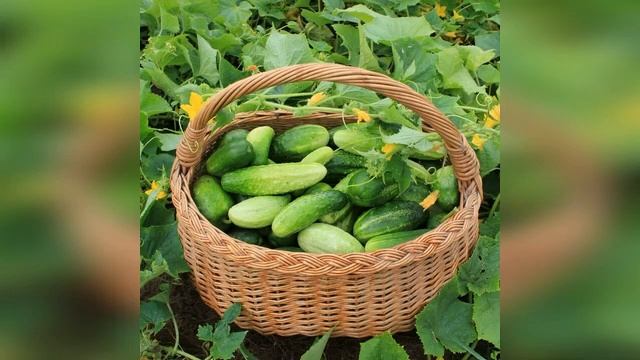 СЕВЕРНЫЕ СЕМЕНА - 2021! Томаты, перцы, огурцы, петунии, многолетние цветы, зелень. смотреть онлайн