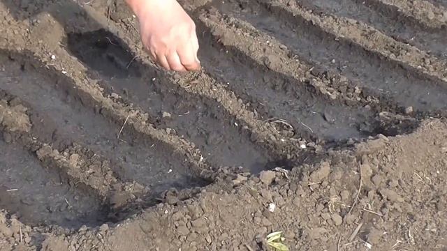 Весенний посев чернушки. Сеем семена лука