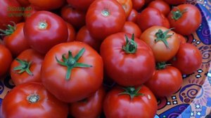 Томат БУЛАТ F1. Обзор сортов ТОМАТОВ!