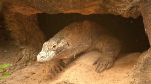 Питон против дракона комодо. Кто сильнее варан или питон?