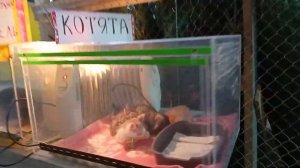 Стасёк и Полюстровский рынок. Часть 3.