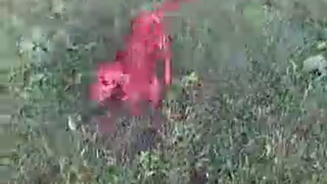 English Cocker Spaniel - Английски кокер спаньол смотреть онлайн