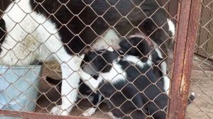 Карельская медвежья лайка. Новый помет.