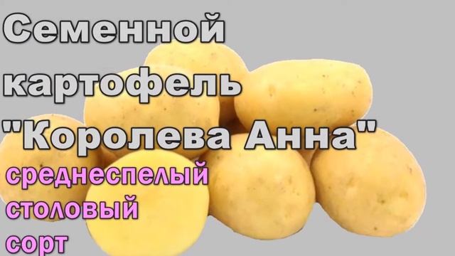 Сорта Картофеля Купить