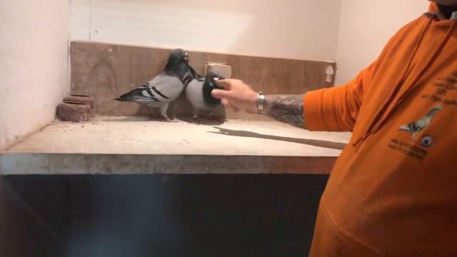 Tour of FBI shop and stock loft with Sheldon Leonard & Yannick Deridder смотреть онлайн