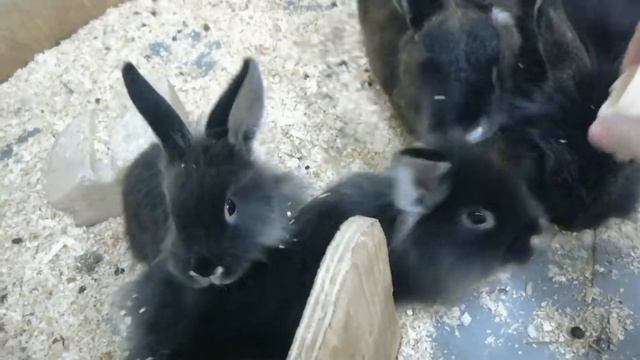 Милота! | Поход в зоопарк | Патиматка ШОУ. смотреть онлайн