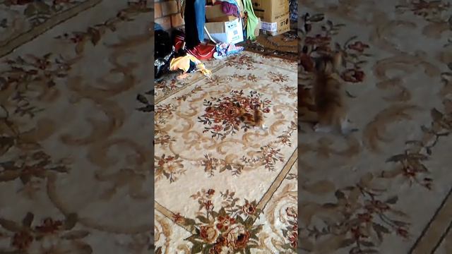 голубоглазые котята