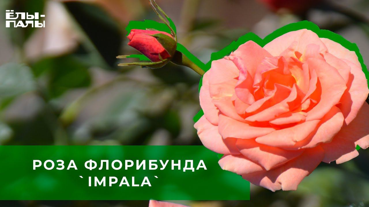 Роза флорибунда `Impala`
