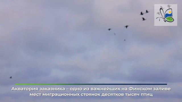 Палитра заказника "Кургальский"