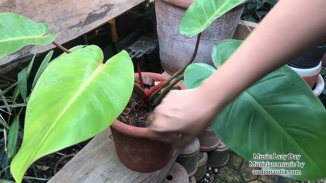 Philodendron prince of orange |Kelan mas advisable magtopcut | Paano gagawin смотреть онлайн