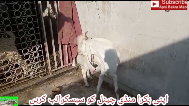 behtarin nasl ke janvaron ki kharidari Karen apni Bakra Mandi смотреть онлайн