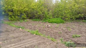 В огороде дела не кончаются.