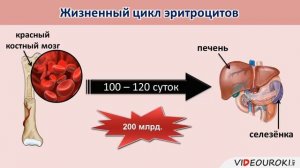 Внутренняя среда организма. Состав и функции крови.