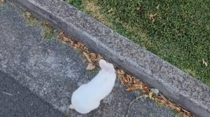 А я думала он потерялся ! Австралийский зайка пасётся около дороги.Элла Австралия