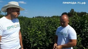 Обзор саженцев и сортов вишни