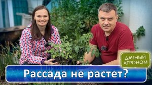 Рассаду высадили НЕ РАСТЕТ! ЧТО ДЕЛАТЬ?