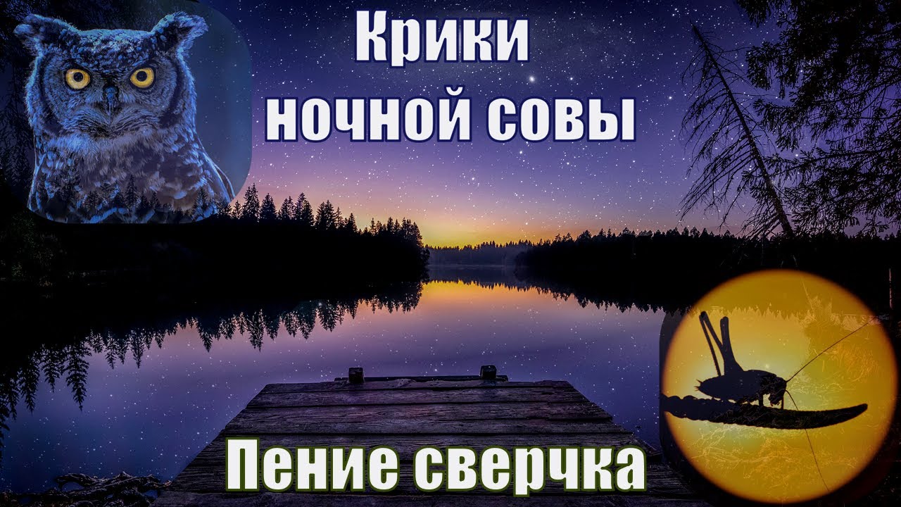 Звук ночи. Пение ночных сов. Звуки Совы ночью. Крик Совы звук. Звуки ночи.