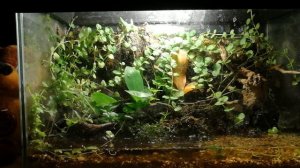 Крабики размножились! Крабариум спустя полгода.