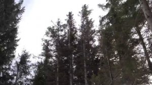 включи шум ветра в лесу слушать звуки природы и деревьев онлайн бесплатно для сна в хорошем качестве