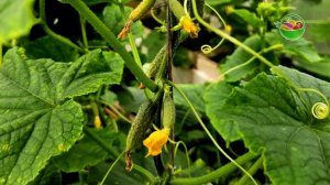 Засохшие и пожелтевшие кусты огурцов теперь снова зеленые и дают 500 кг плодов в неделю.