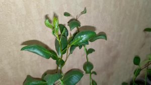 Саженцы иранских фисташек Ахмад Агаи 21.04.2024г.