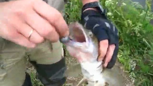 трубниково смотреть онлайн