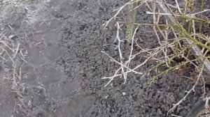 ВЕСЕННЯЯ ОБРЕЗКА КРЫЖОВНИКА И СМОРОДИНЫ.