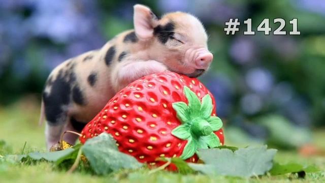 #1421. Свиньи и кабаны (В мире животных) смотреть онлайн