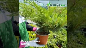 Можжевельник Глаука
