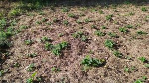 Земляника садовая. Посадка клубники в августе/сентябре