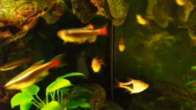 тритоны смотреть онлайн