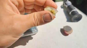 Виноград Дынька