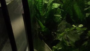 За час до нереста. Клинопятнистая расбора