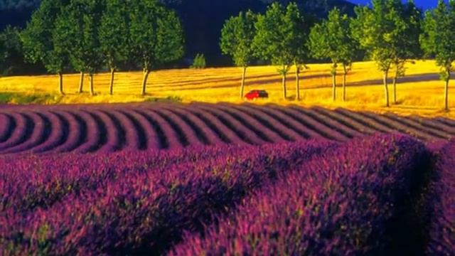 Very beautiful fields of lavender смотреть онлайн