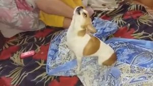Супер песня чихуа )))