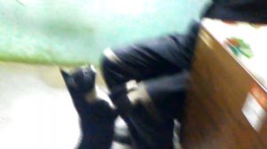 ФОРНОСОВО. ИК-4    Злые лагерные кошки