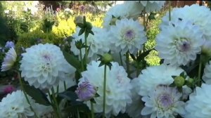 Мой цветущий сад. Сад красок и ароматов.