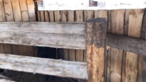 Увезли коров на  летние пастбища .