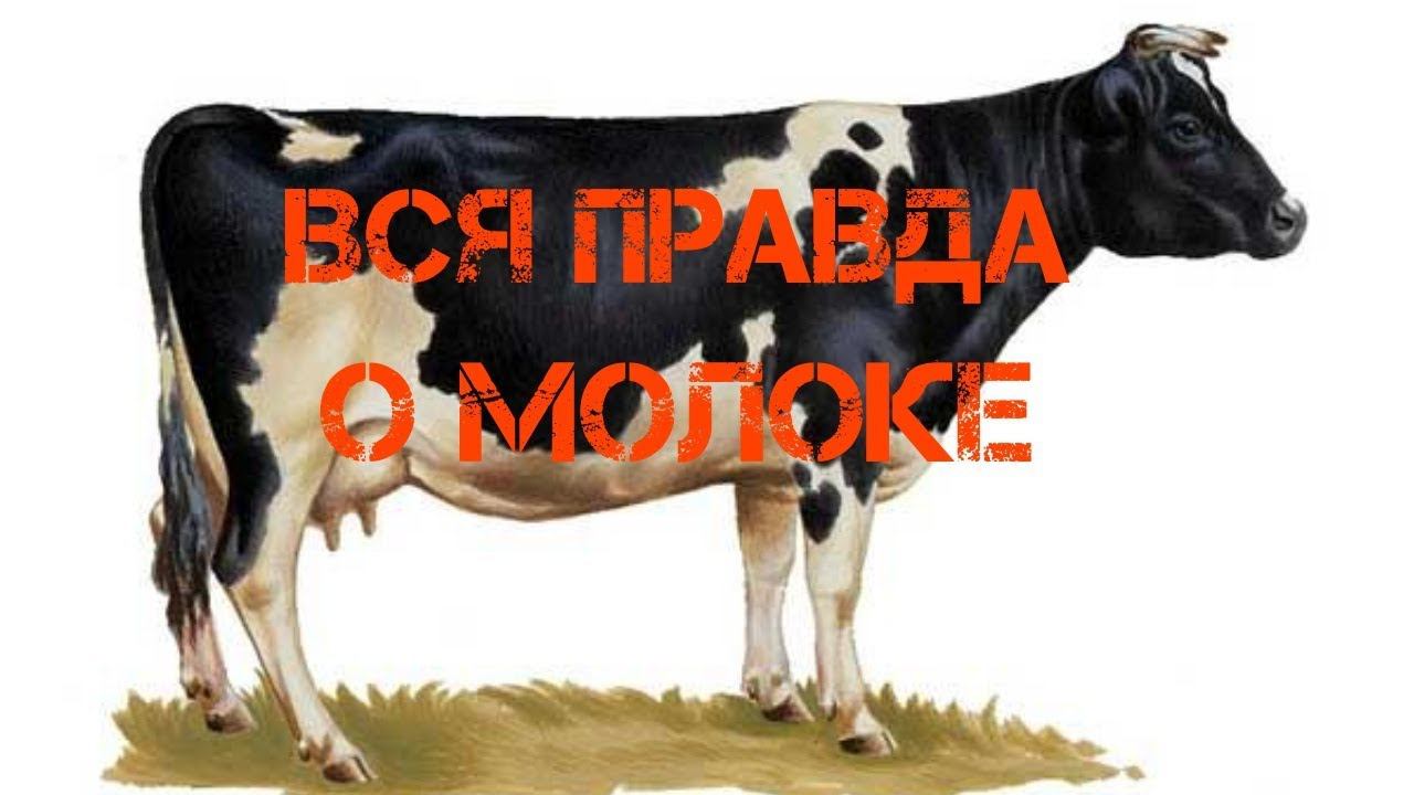 Какое качество молока черно пестрой коровы, мифы и домыслы