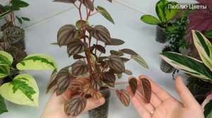 Залипашка #2