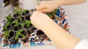 100% УКОРЕНЕНИЕ ЧЕРЕНКОВ ГЕЛИОТРОПА, ПЛЕКТРАНТУСА И ПИЛЕИ. РАЗМНОЖАЮ СВОИ РАСТЕНИЯ ЧЕРЕНКОВАНИЕМ.