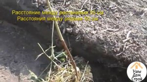 МАЛИНА Посадка малины /Как и когда пересаживать малину/  Пересадка малины/ Как посадить малину