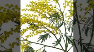 Сергей  Куприк *Лесоповал *Ветка мимозы *